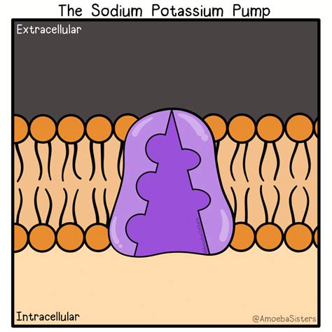 Sodium potassium pump amoeba sisters - We are two sisters on a mission to demystify science with humor and relevance by creating videos, GIFs, comics, and resources. Our content is focused on high school biology (Pinky is a former high ...
